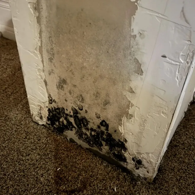 Professional Mold Removal in East Lake, FL